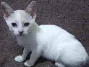 Gato raça Srd idade 2 a 6 meses nome NINA