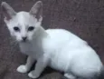 NINA
