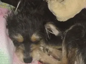 Cachorro raça Fox com paulista idade 7 a 11 meses nome Lupita