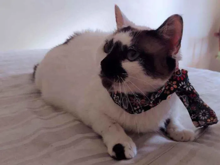 Gato ra a SRD idade 1 ano nome Paola
