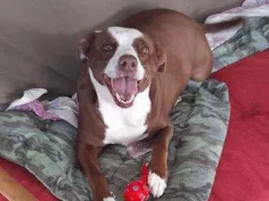 Cachorro raça Mix Pitbull  idade 4 anos nome Pandora