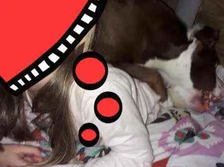 Cachorro ra a Mix Pitbull  idade 4 anos nome Pandora