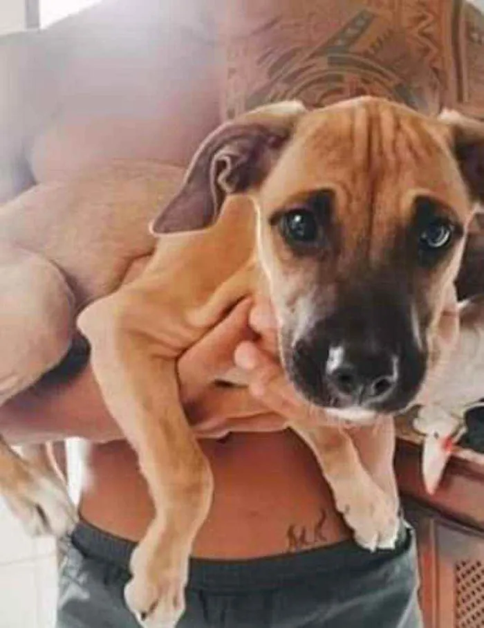 Cachorro ra a Pitbull com viralatas idade 2 a 6 meses nome Morena