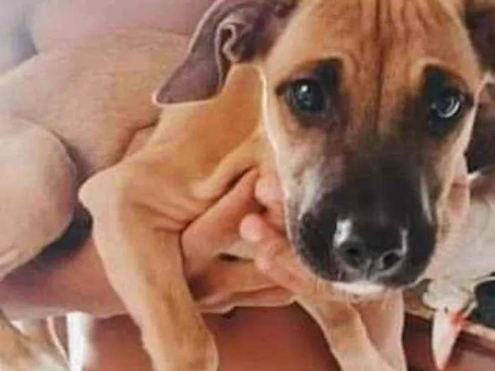 Cachorro ra a Pitbull com viralatas idade 2 a 6 meses nome Morena