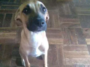 Cachorro raça Pitbull com viralatas idade 2 a 6 meses nome Morena