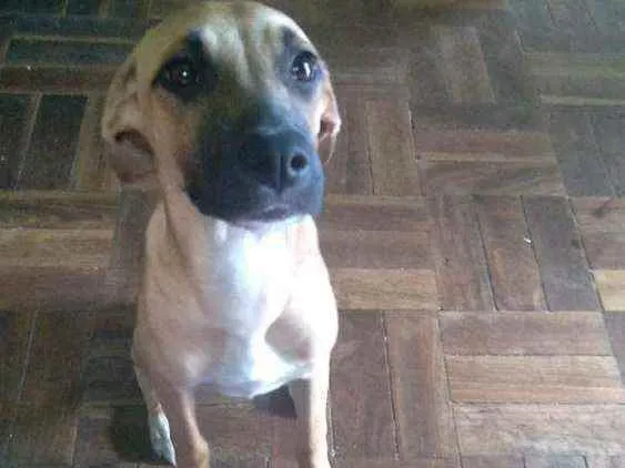 Cachorro ra a Pitbull com viralatas idade 2 a 6 meses nome Morena