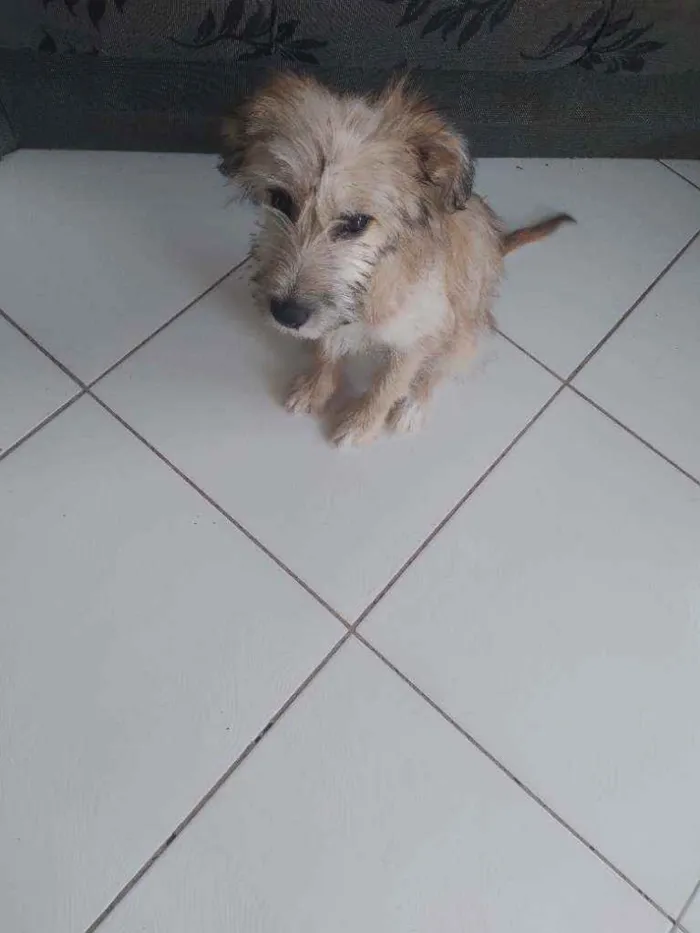 Cachorro raça Pudor com pé duro idade 2 a 6 meses nome Gordinho