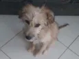 Gordinho