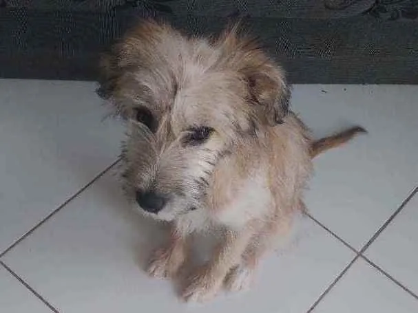 Cachorro raça Pudor com pé duro idade 2 a 6 meses nome Gordinho