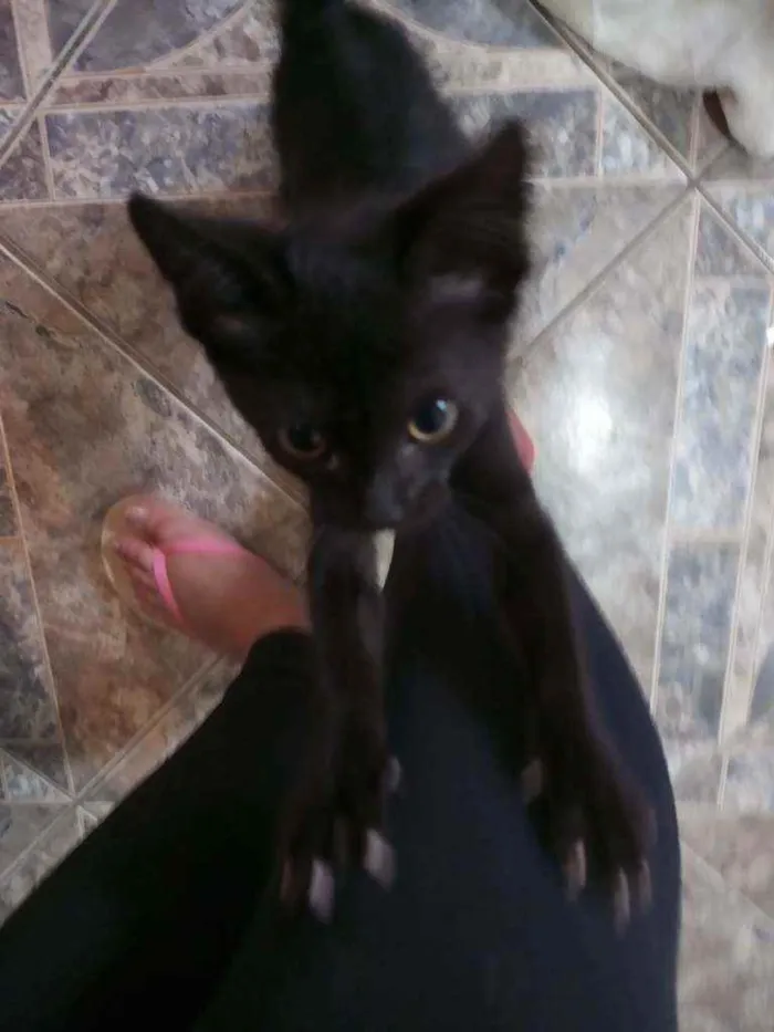 Gato ra a Srd idade 2 a 6 meses nome Baldur