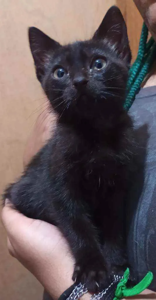Gato ra a Srd idade 2 a 6 meses nome Baldur