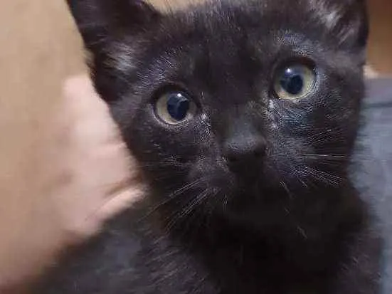 Gato ra a Srd idade 2 a 6 meses nome Baldur