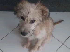 Cachorro raça Pudor com pé duro idade 2 a 6 meses nome Gordinho