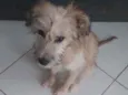 Gordinho