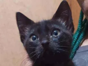 Gato raça Srd idade 2 a 6 meses nome Baldur