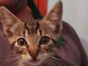 Gato raça Srd idade 2 a 6 meses nome Frigga