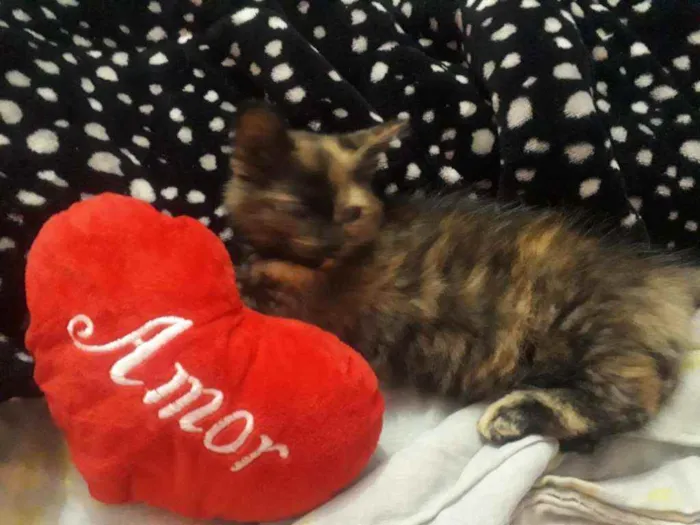 Gato ra a escaminha idade 2 a 6 meses nome Estrela