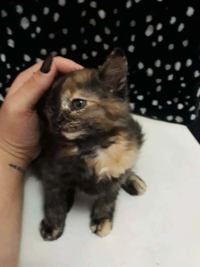 Gato ra a escaminha idade 2 a 6 meses nome Estrela
