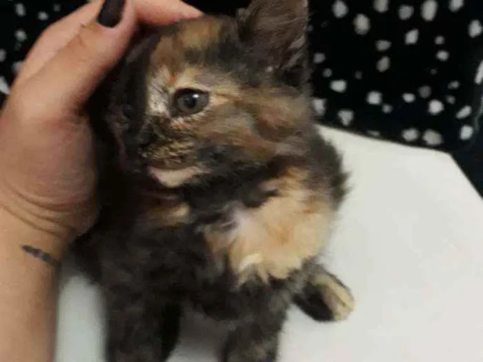 Gato ra a escaminha idade 2 a 6 meses nome Estrela