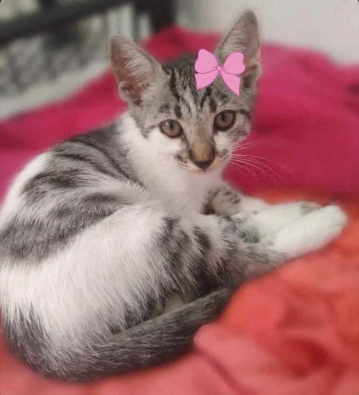 Gato raça SRD  idade 2 a 6 meses nome ADOÇÃO RESPONSÁVEL 