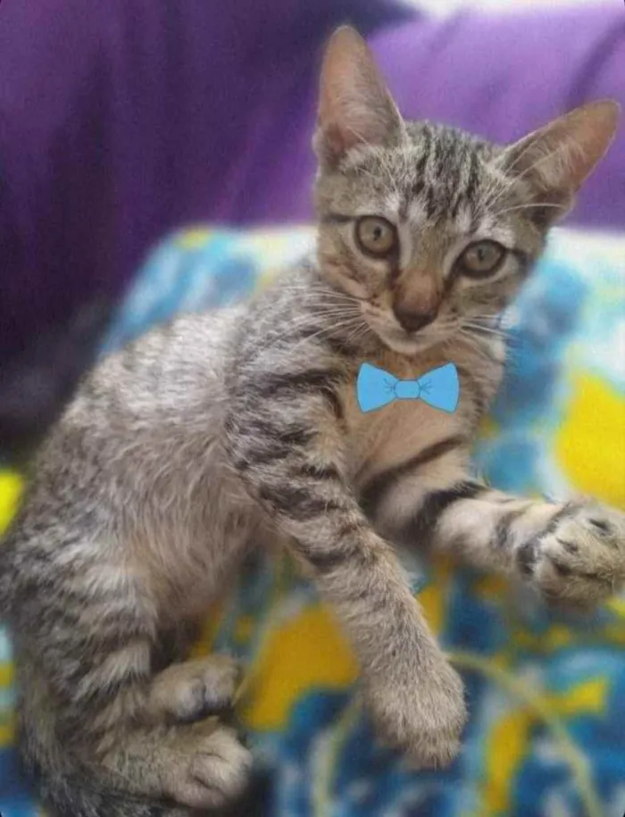 Gato raça SRD  idade 2 a 6 meses nome ADOÇÃO RESPONSÁVEL 