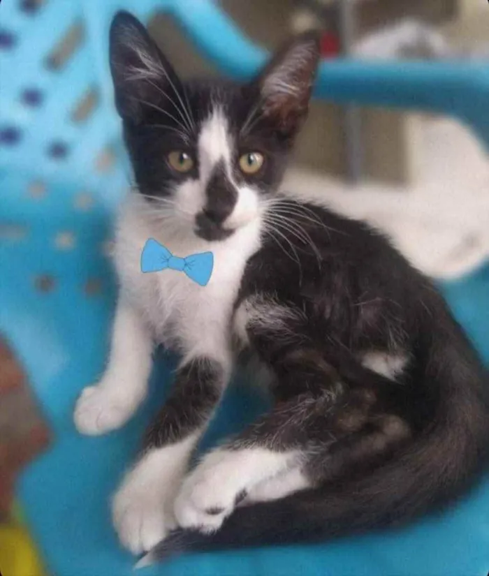 Gato raça SRD  idade 2 a 6 meses nome ADOÇÃO RESPONSÁVEL 