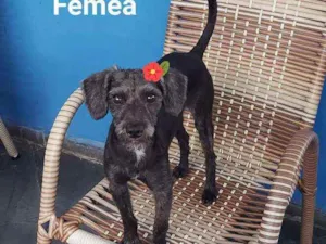 Cachorro raça Srd idade 1 ano nome Lilica e Snoop