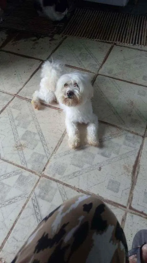 Cachorro raça Shitzu idade 3 anos nome Liv