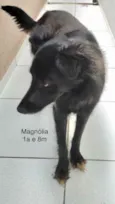 Magnólia 