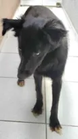 Cachorro raça Srd idade 1 ano nome Magnólia 