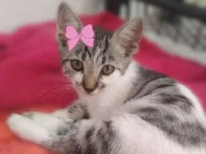 Gato raça SRD  idade 2 a 6 meses nome ADOÇÃO RESPONSÁVEL 