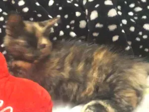 Gato raça escaminha idade 2 a 6 meses nome Estrela