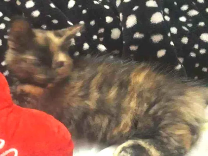 Gato ra a escaminha idade 2 a 6 meses nome Estrela