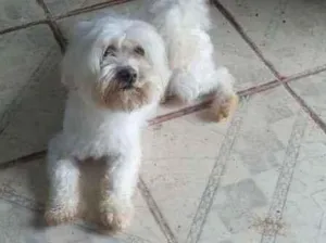 Cachorro raça Shitzu idade 3 anos nome Liv