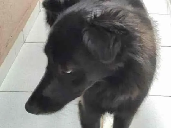 Cachorro raça Srd idade 1 ano nome Magnólia 