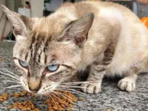 Gato raça srd idade 2 anos nome Melancia
