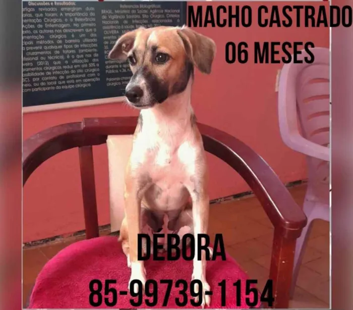 Cachorro ra a Doméstica  idade 2 a 6 meses nome Mainha