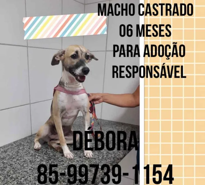 Cachorro ra a Doméstica  idade 2 a 6 meses nome Mainha