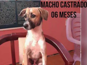Cachorro raça Doméstica  idade 2 a 6 meses nome Mainha