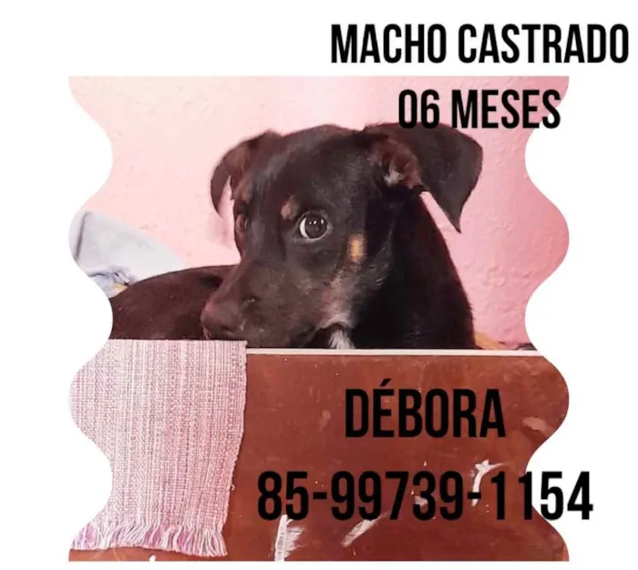 Cachorro ra a Doméstica  idade 2 a 6 meses nome Pretinho