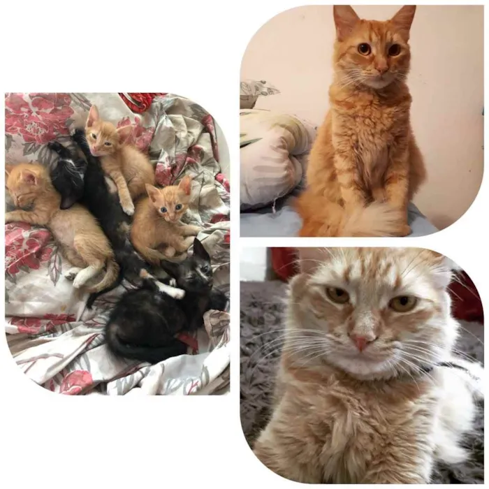 Gato raça Sem Raça definida idade Abaixo de 2 meses nome Sem nome definido 