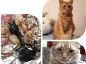 Gato raça Sem Raça definida idade Abaixo de 2 meses nome Sem nome definido 
