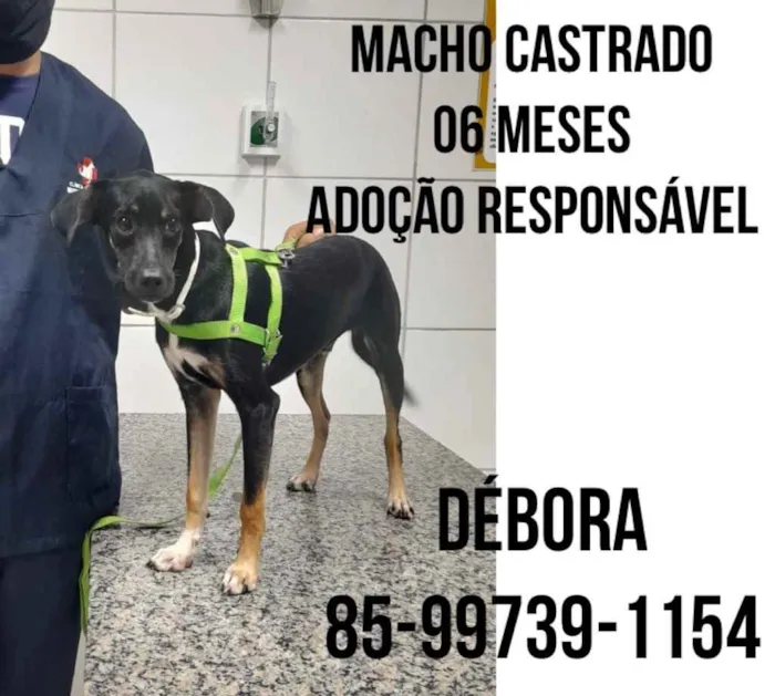 Cachorro ra a Doméstica  idade 2 a 6 meses nome Pretinho