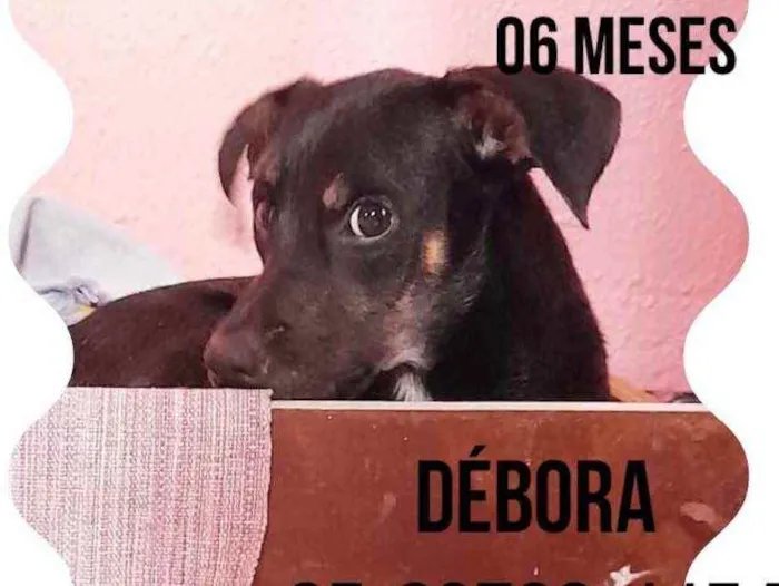 Cachorro ra a Doméstica  idade 2 a 6 meses nome Pretinho