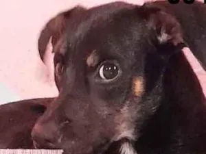 Cachorro raça Doméstica  idade 2 a 6 meses nome Pretinho