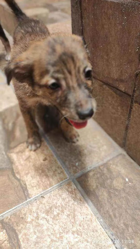 Cachorro ra a Não Definida idade 2 a 6 meses nome Caramelo