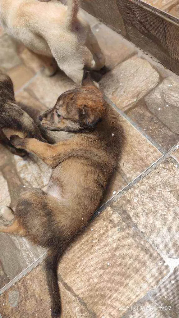 Cachorro ra a Não Definida idade 2 a 6 meses nome Caramelo