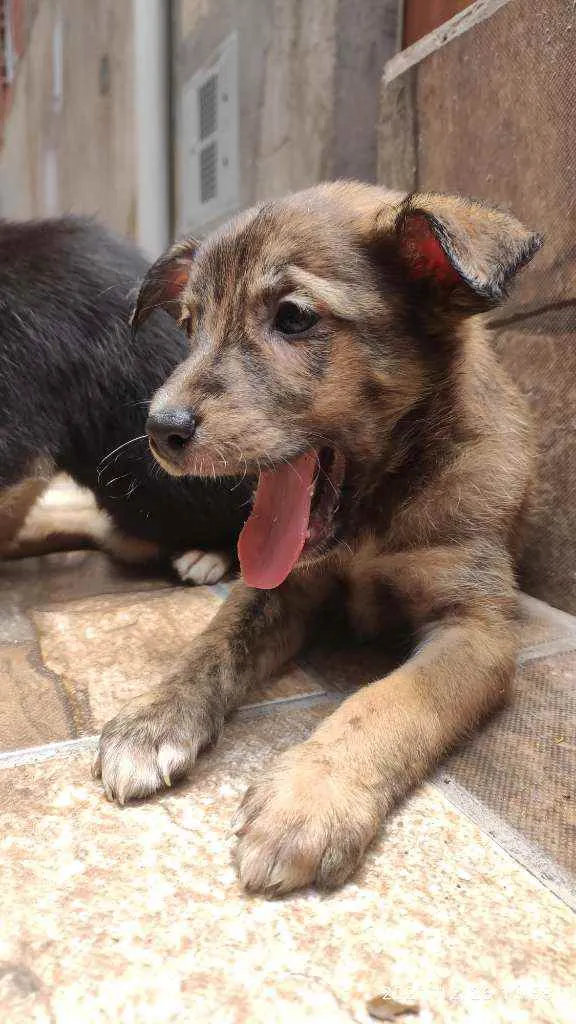 Cachorro ra a Não Definida idade 2 a 6 meses nome Caramelo