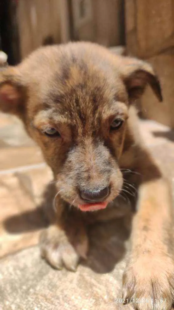 Cachorro ra a Não Definida idade 2 a 6 meses nome Caramelo