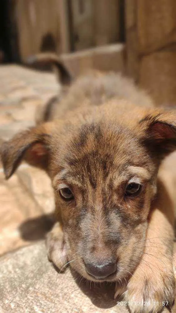 Cachorro ra a Não Definida idade 2 a 6 meses nome Caramelo